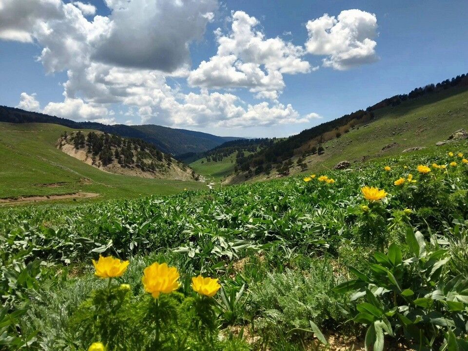 Sarı Dağ Gülü (1)