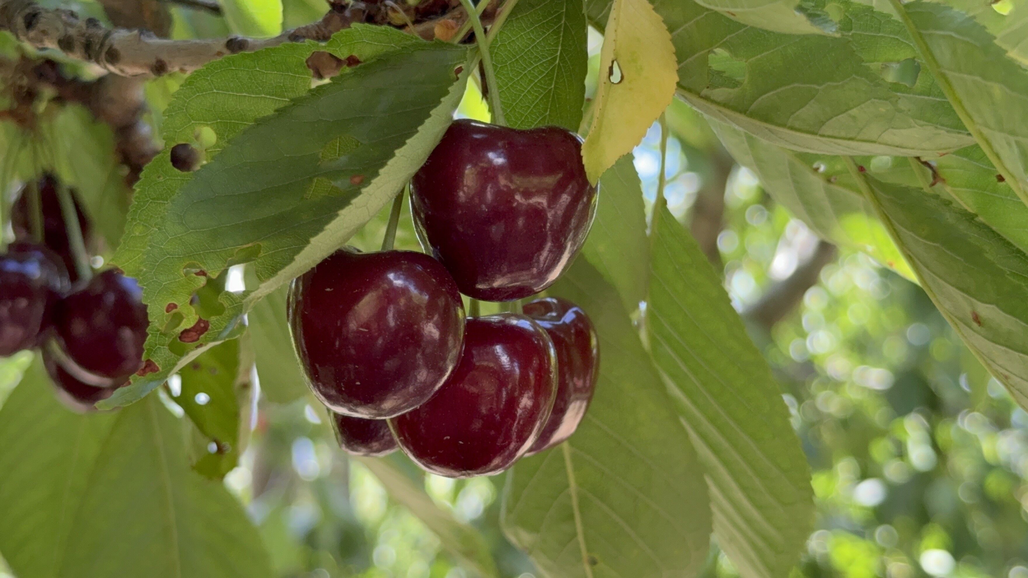 Tokat Kirazı (1)