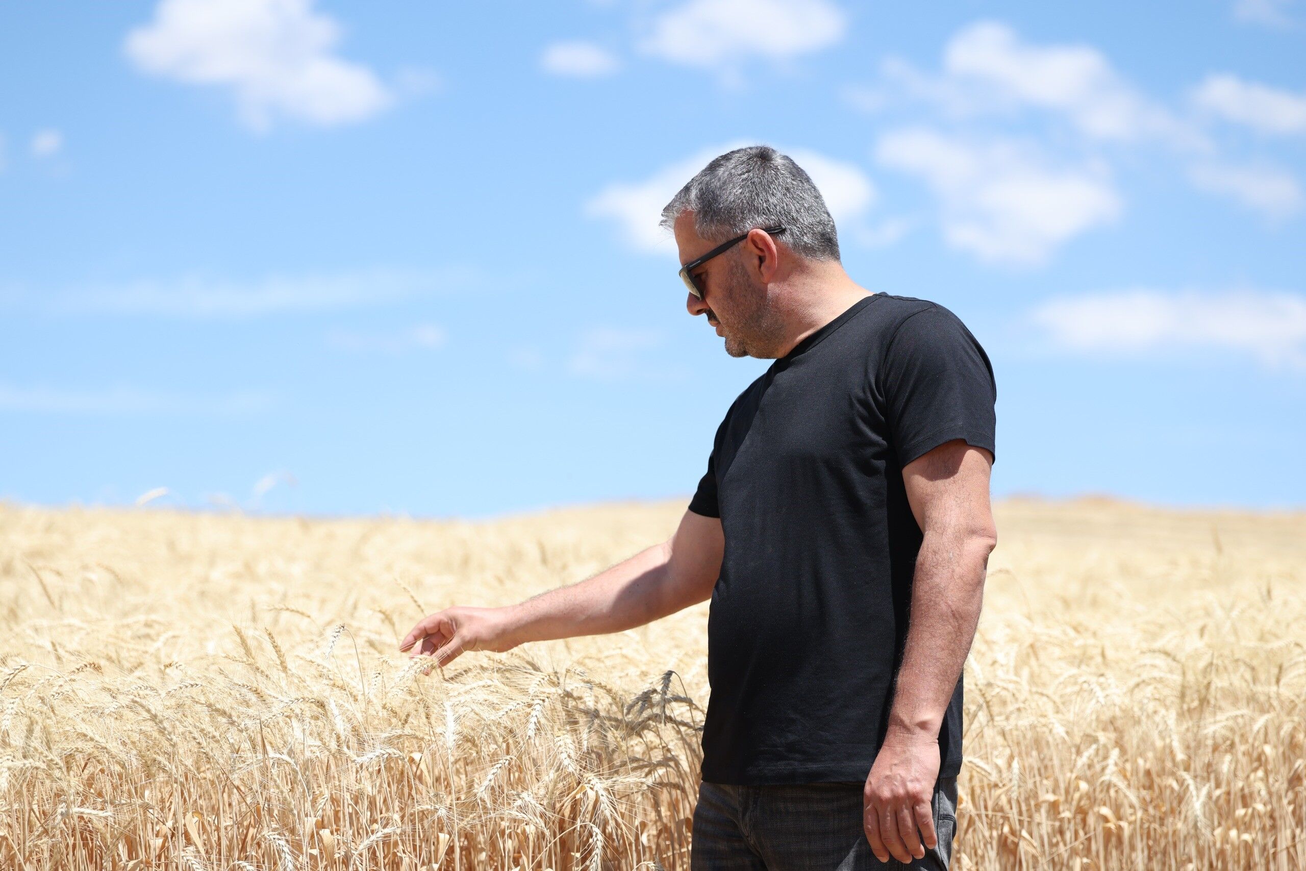 Buğday Hasat (1)
