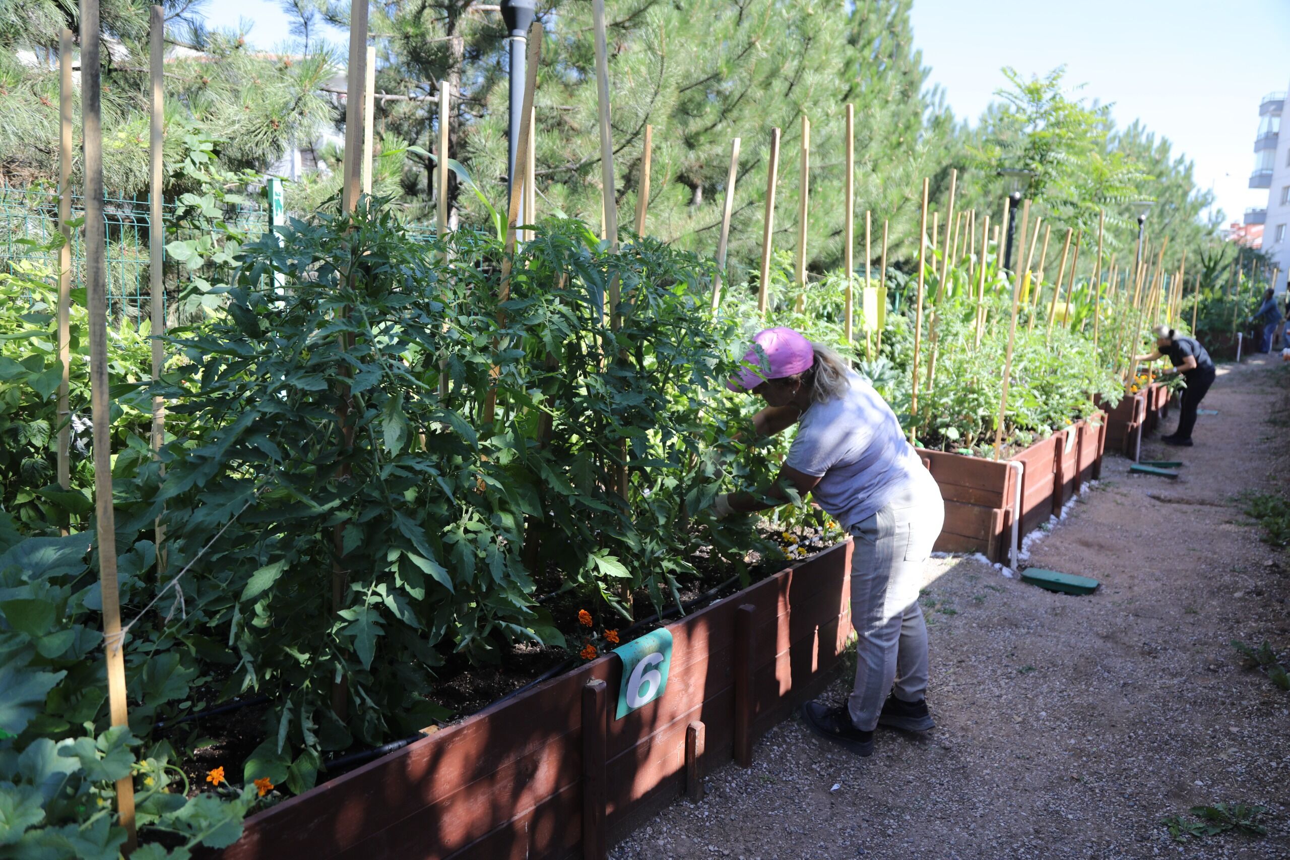 Çankaya Kent Bostanlarında Ilk Hasat Başladı (4)