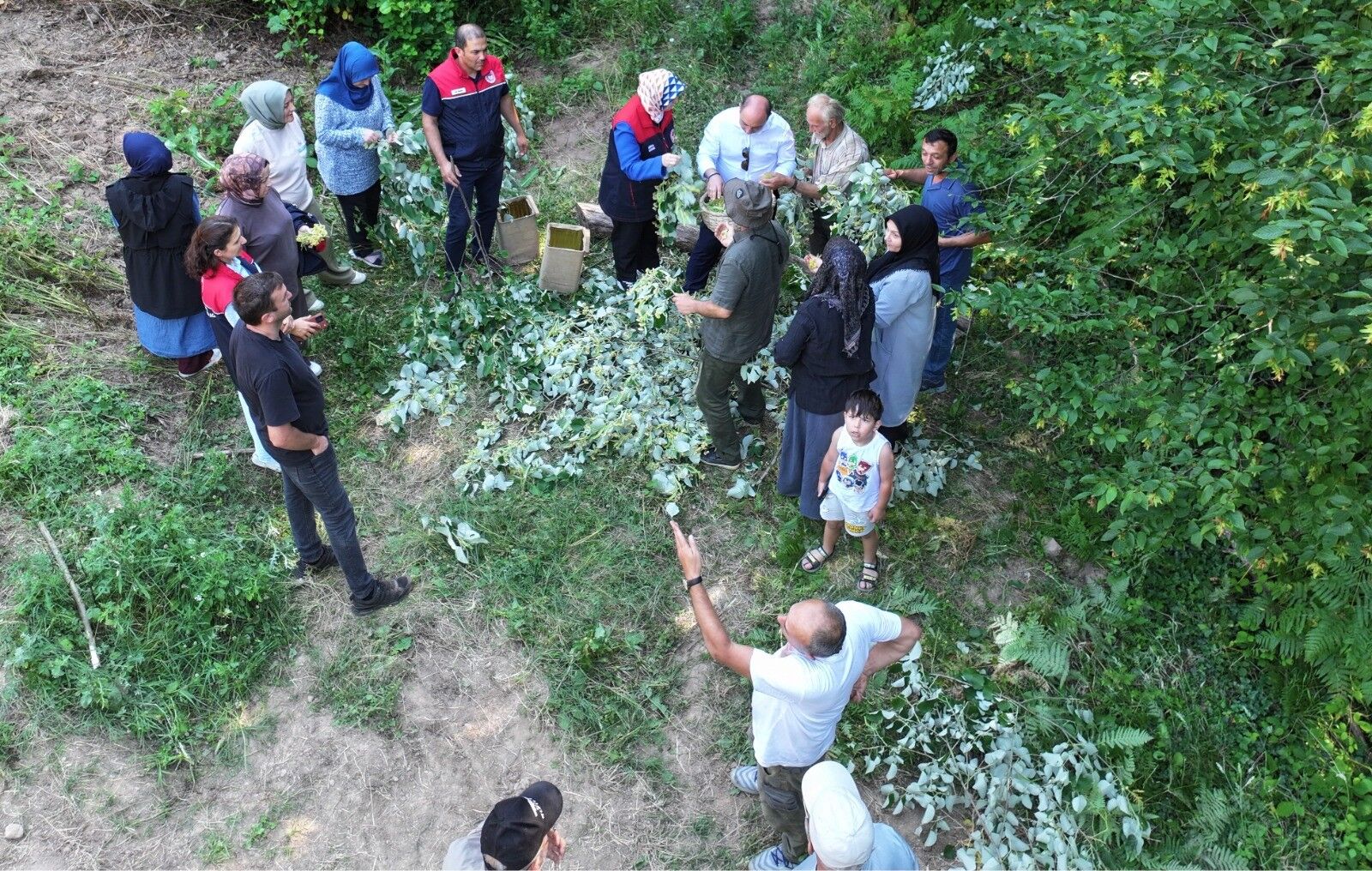 Düzce Ihlamur Hasadı (1)
