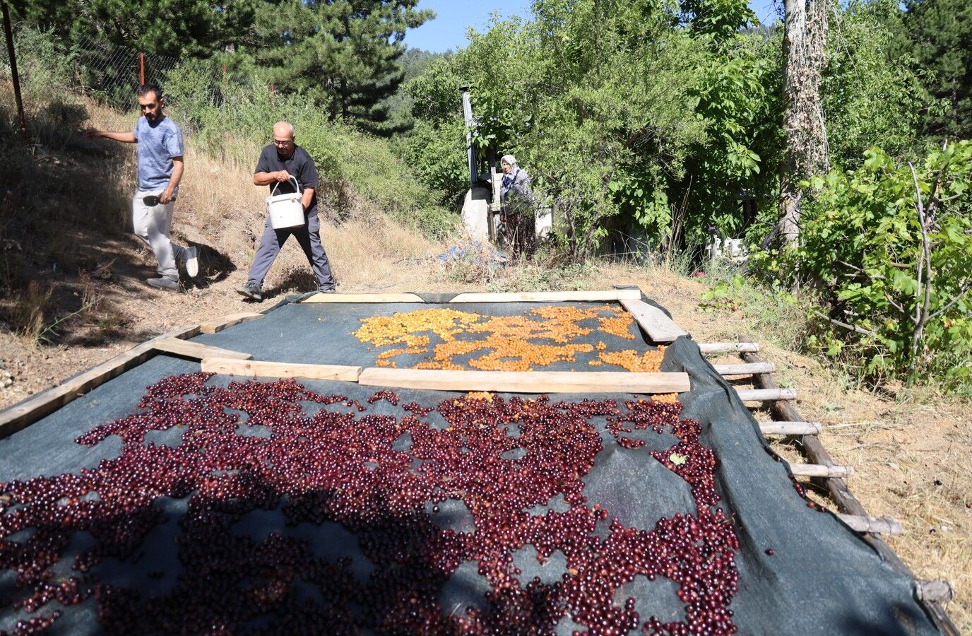 Dalında kalan kirazlar kışlık çereze dönüşüyor - 3