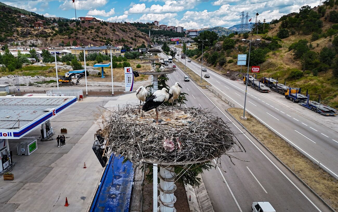 Kızılcahamam'da Leylek Yavruları Göçe Hazırlanıyor (1)
