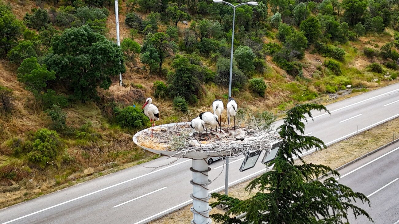 Kızılcahamam'da Leylek Yavruları Göçe Hazırlanıyor (2)