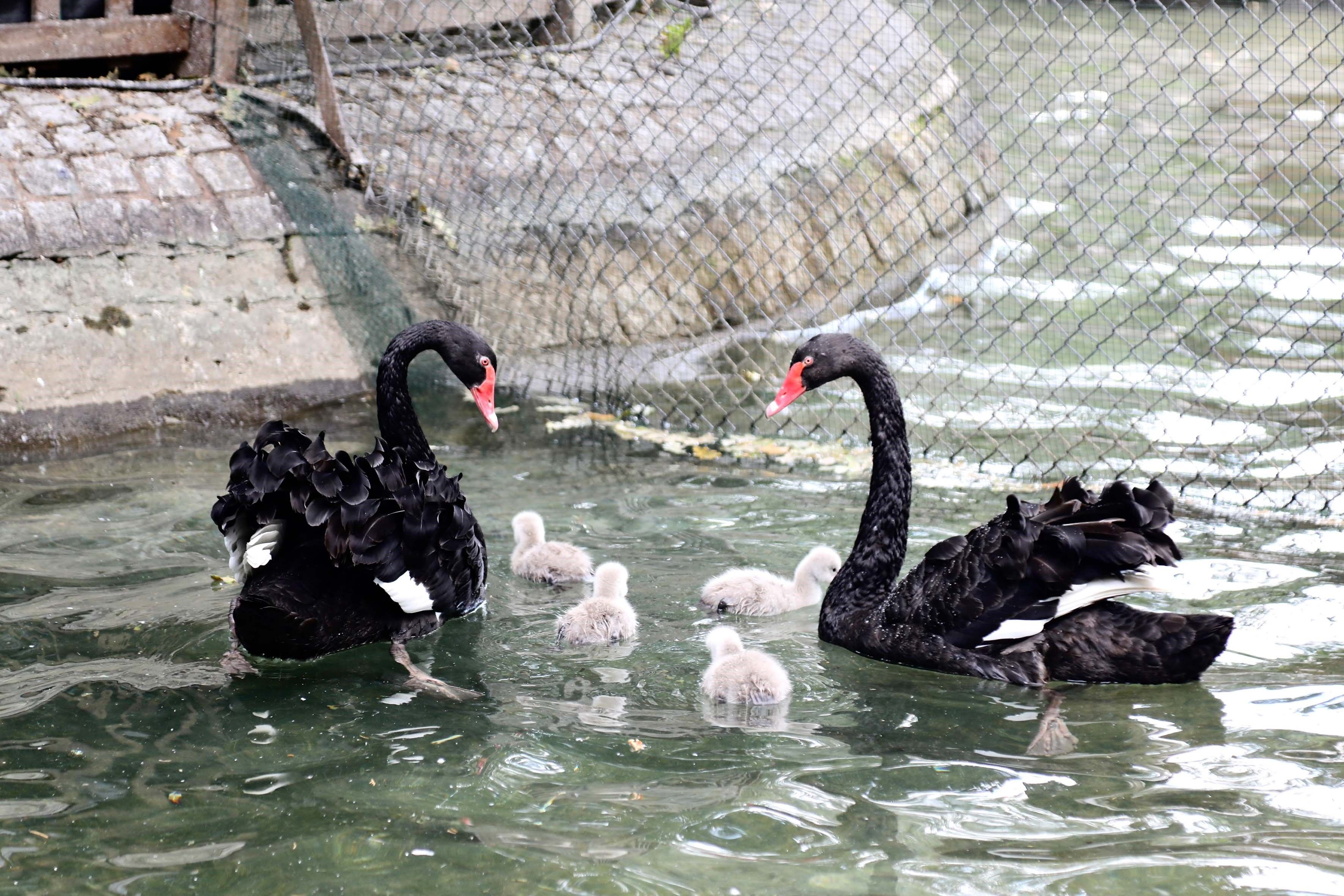 Kuğulu Park'ta Kuğu Sayısı 18'E Yükseldi (3)