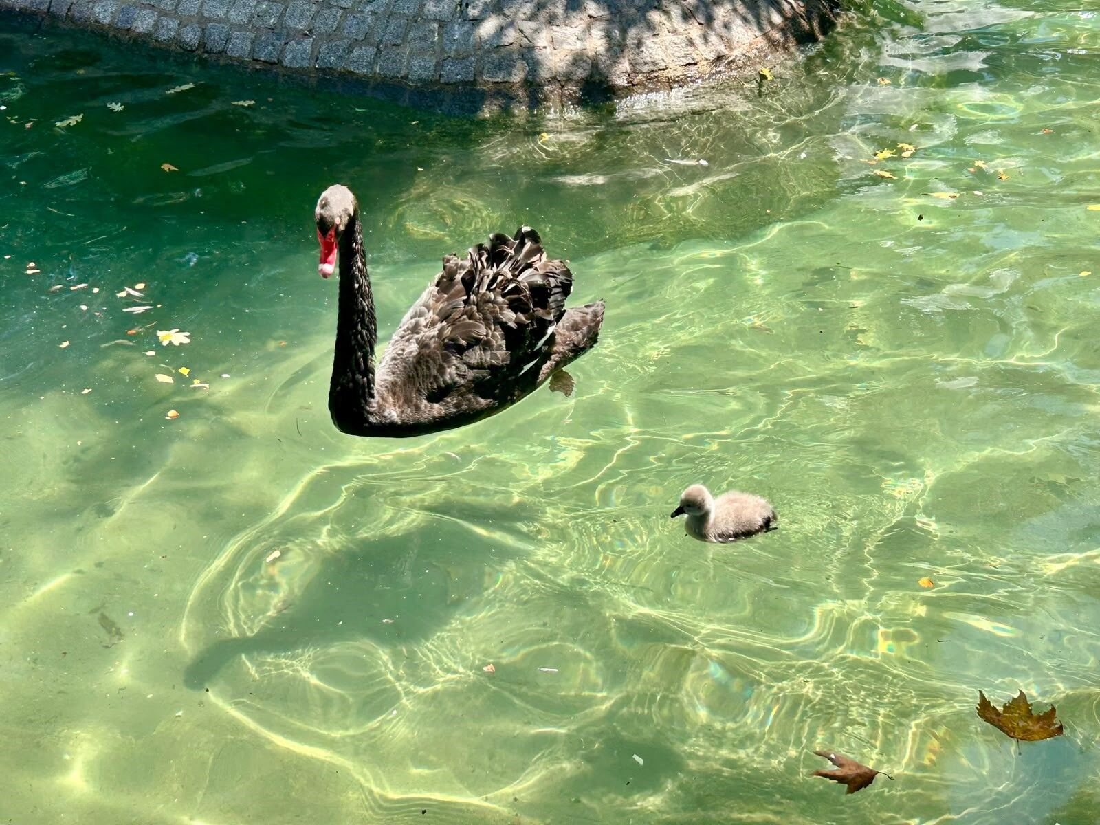 Kuğulu Park'ta Kuğu Sayısı 18'E Yükseldi (4)