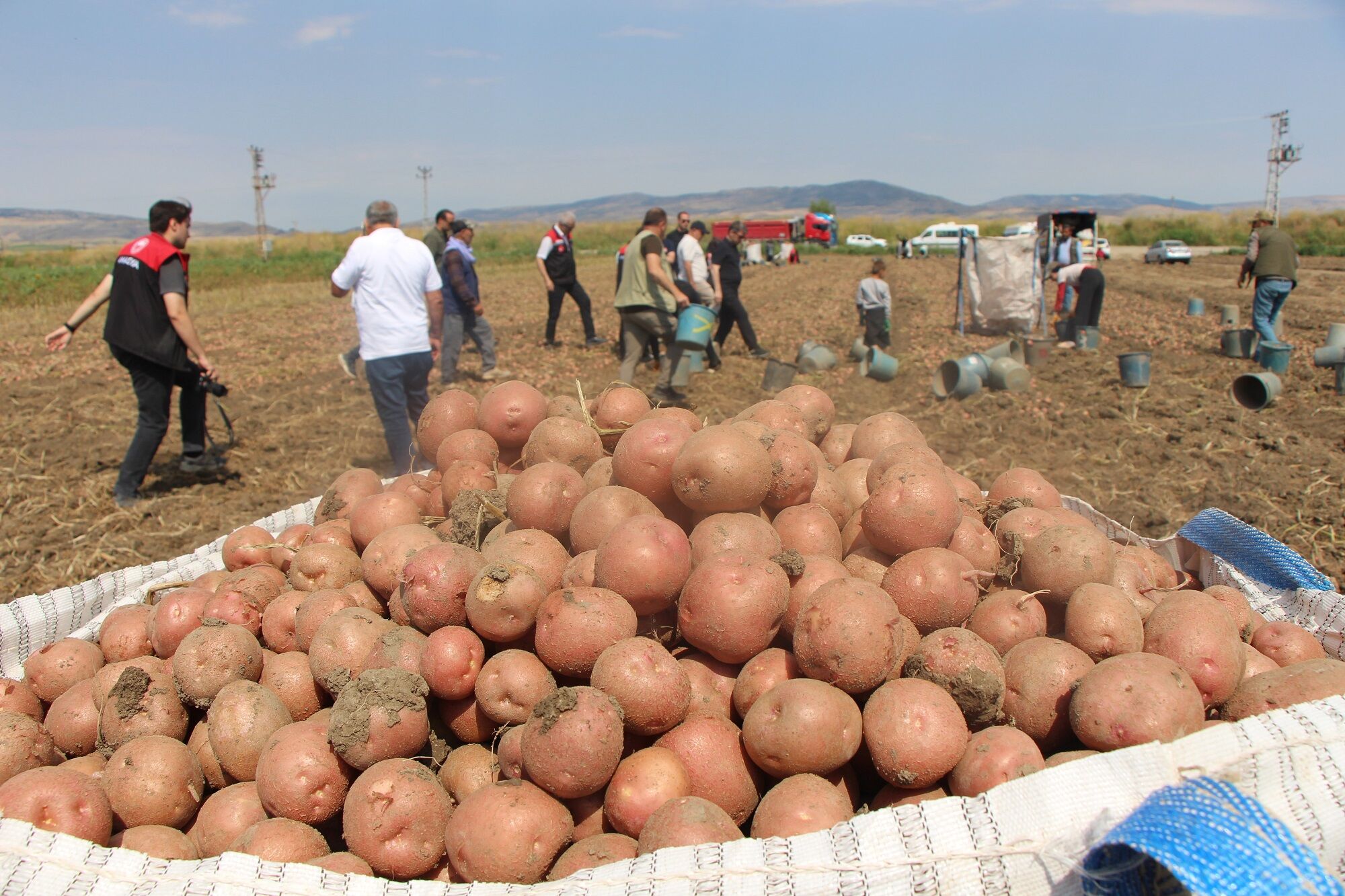 Patates (4)