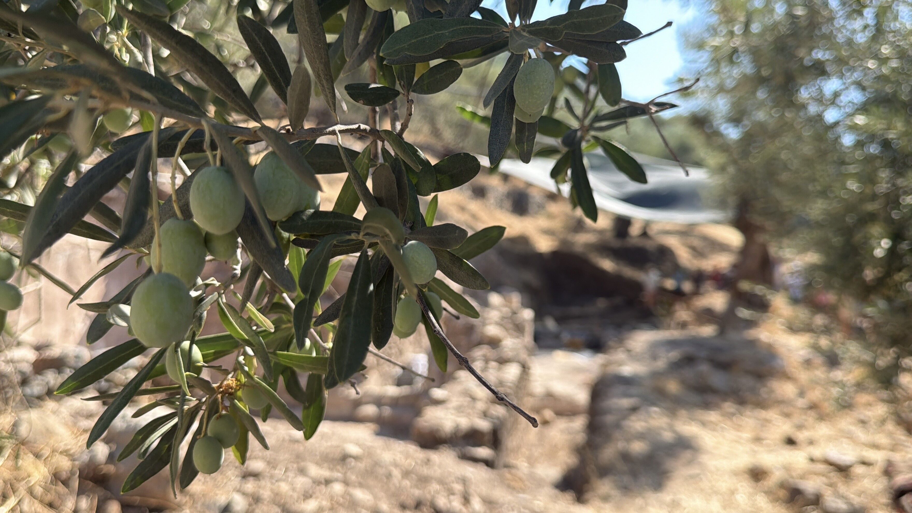 Antandros’ta Anıtsal Kilise Gün Yüzüne Çıkarılıyor (3)