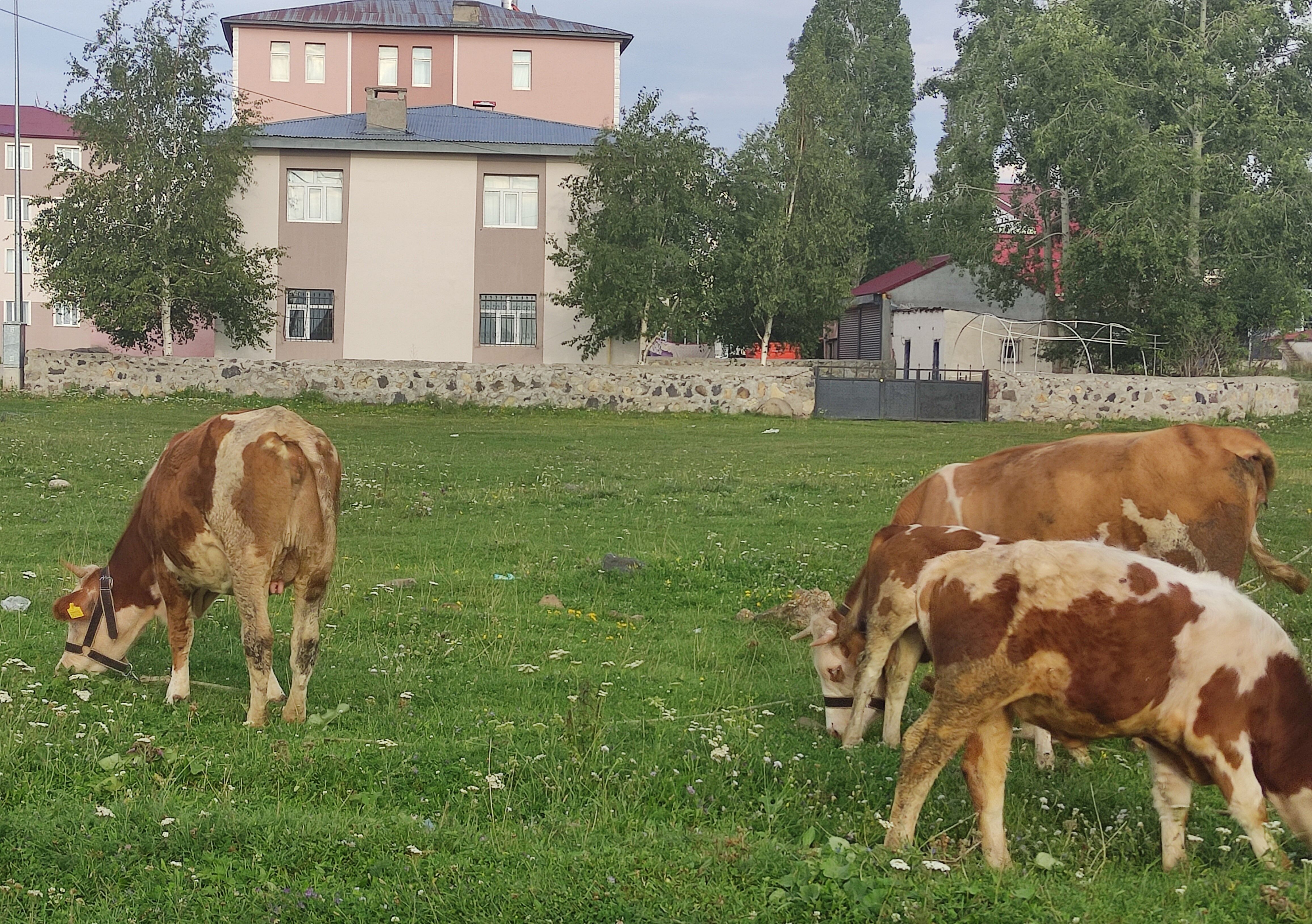 Ardahan Kuduz (2)