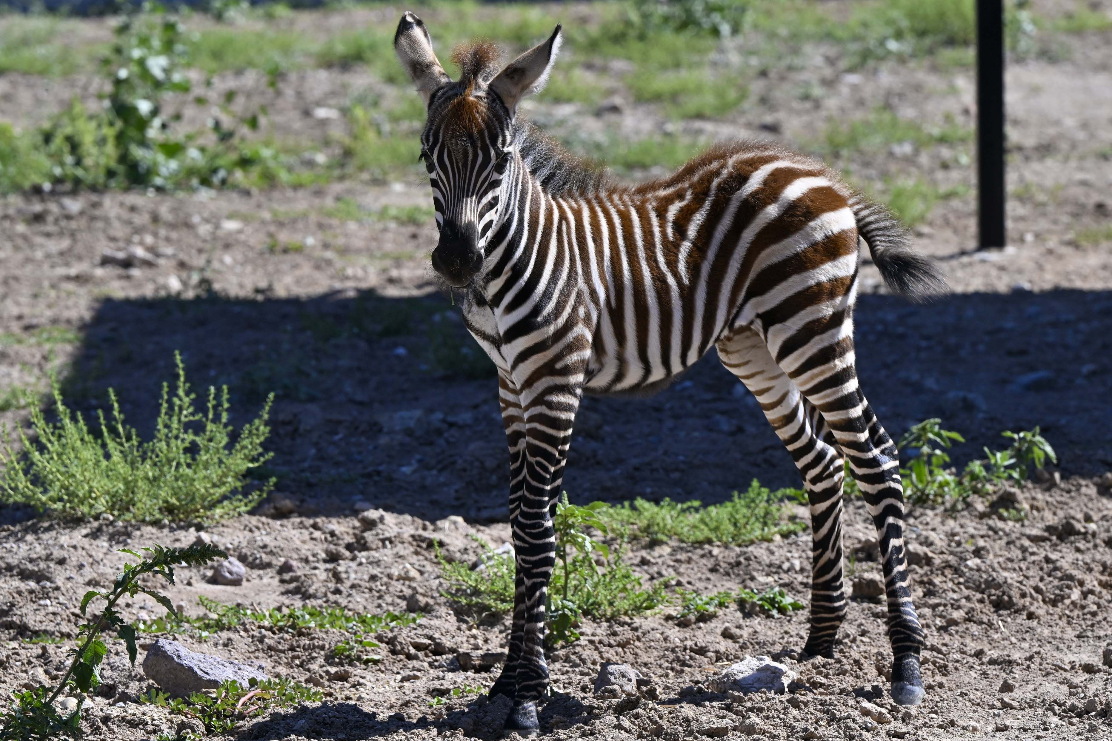 Atatürk Çocukları Parkı Zebra (2)