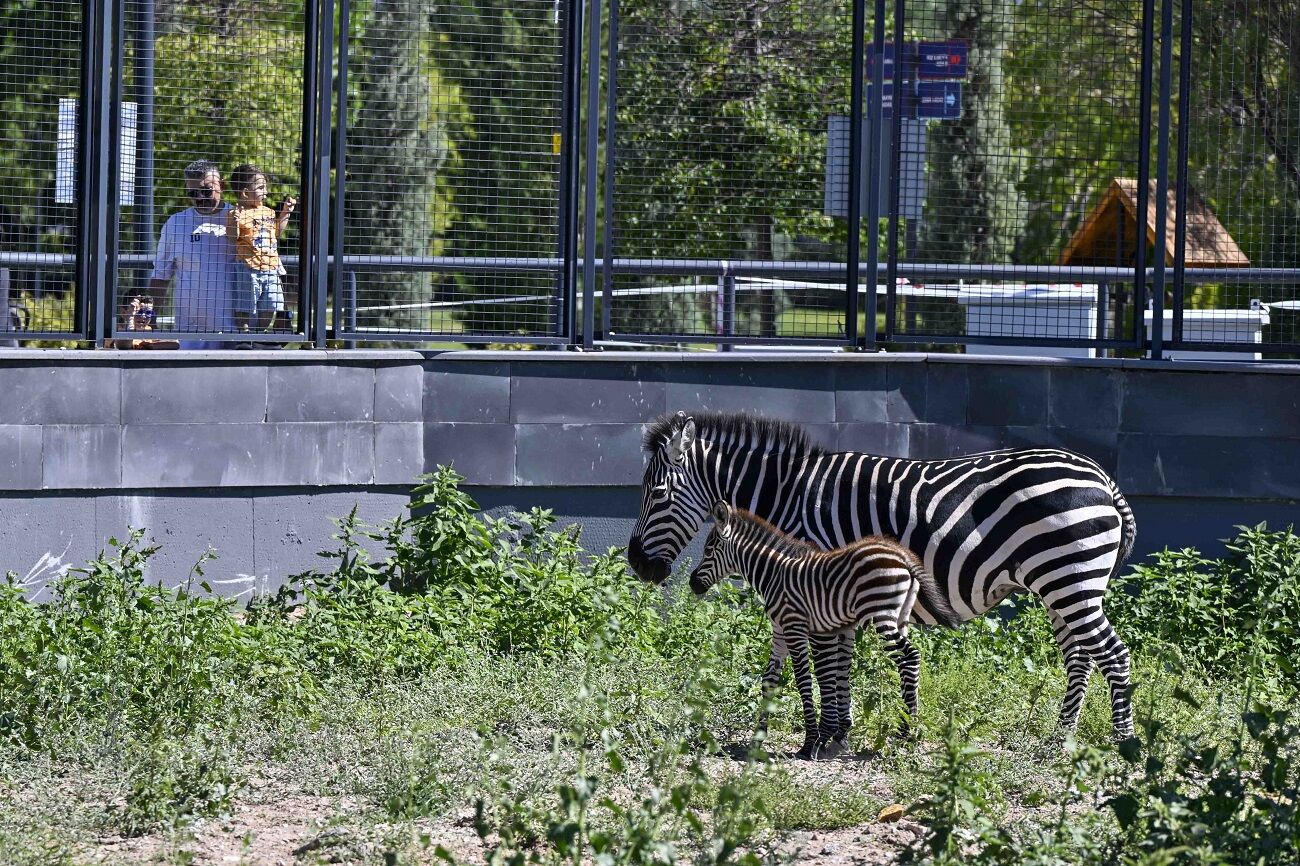 Atatürk Çocukları Parkı Zebra (3)