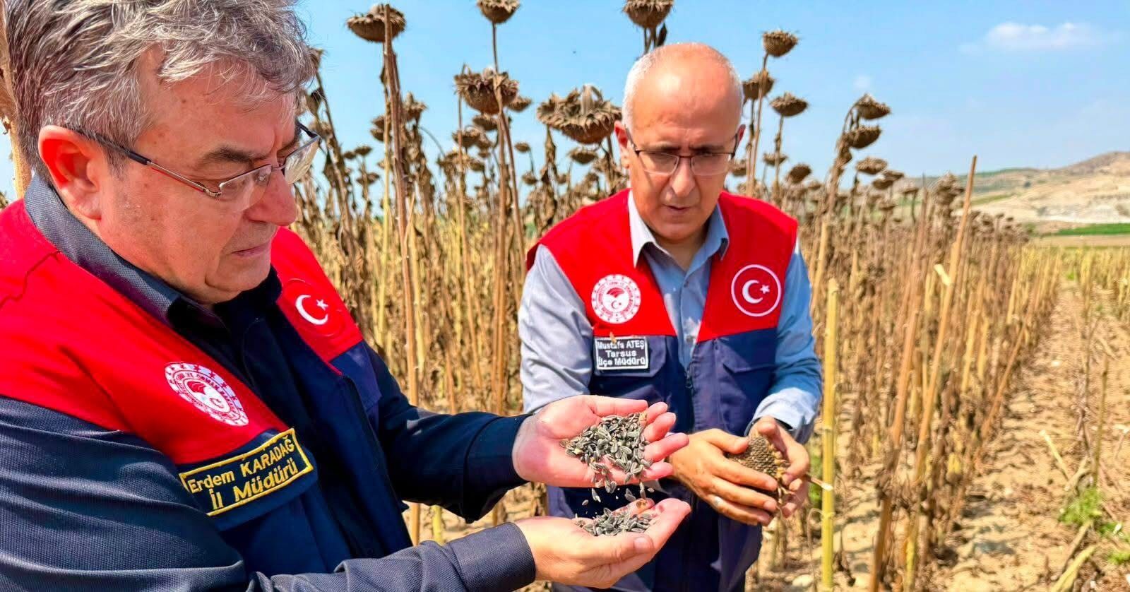 Ayçiçeği (2)