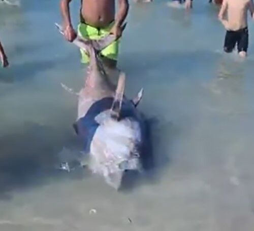 Çeşme Orkinos (1)