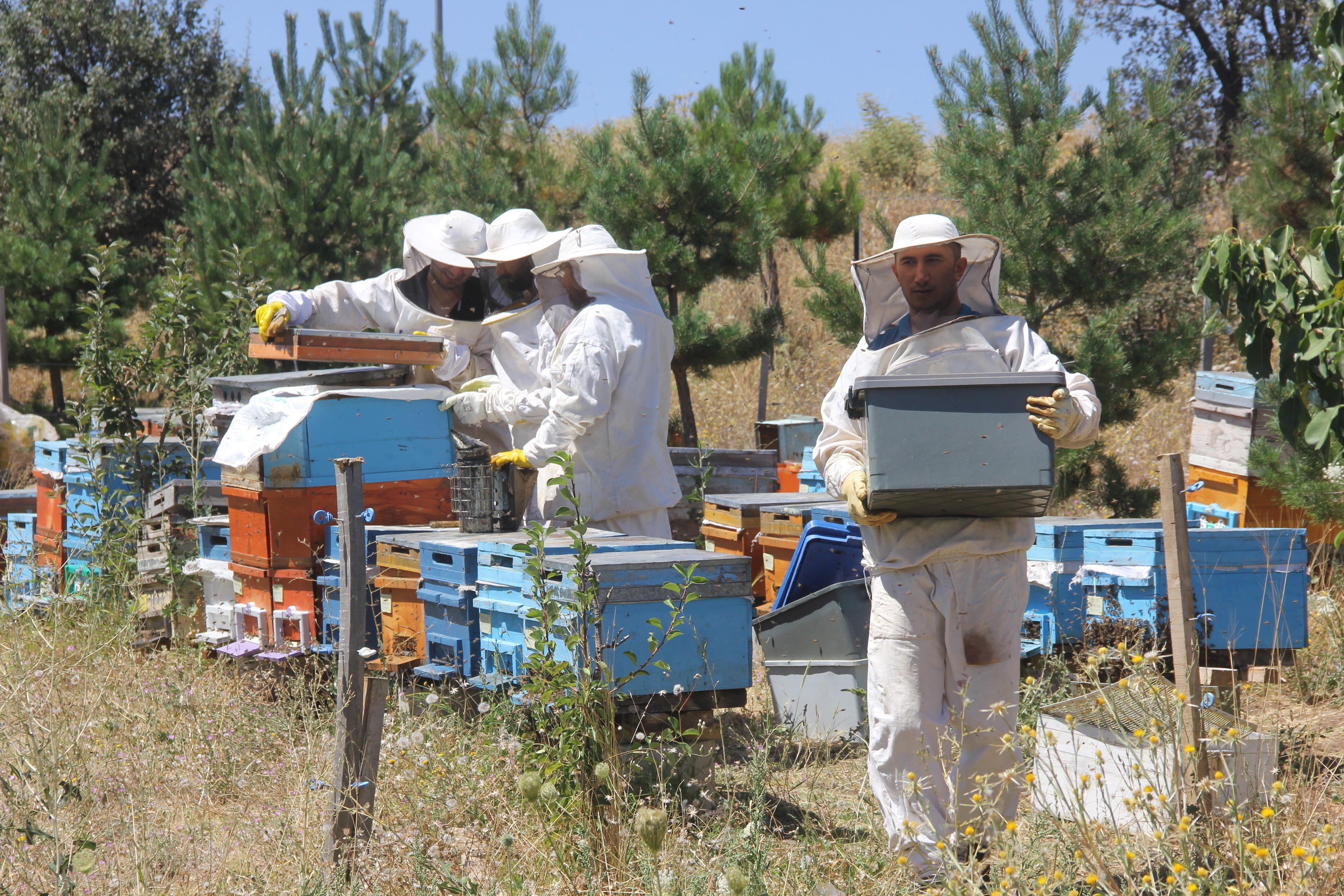 Erzincan Bal (1)