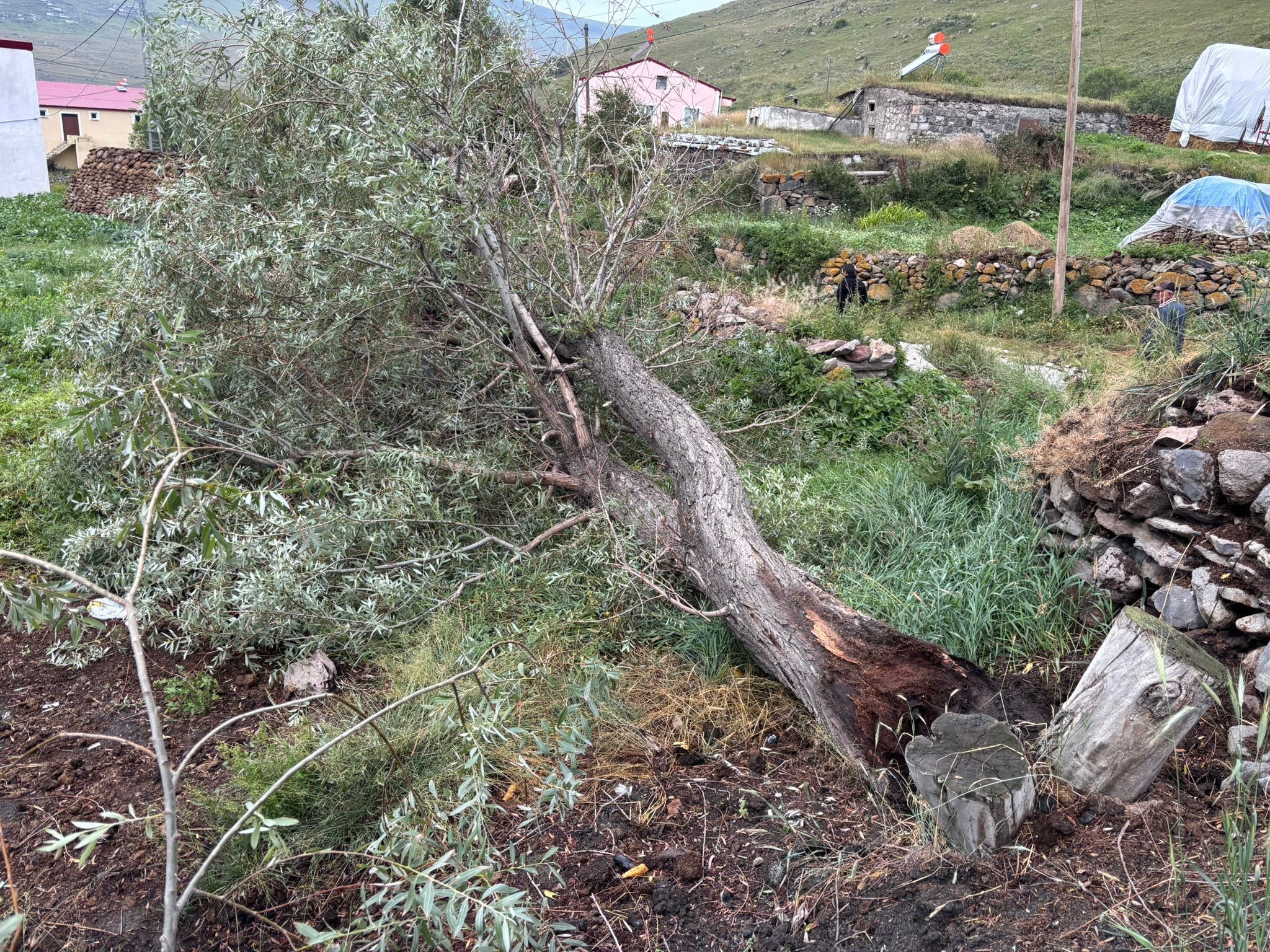Fırtına (1)