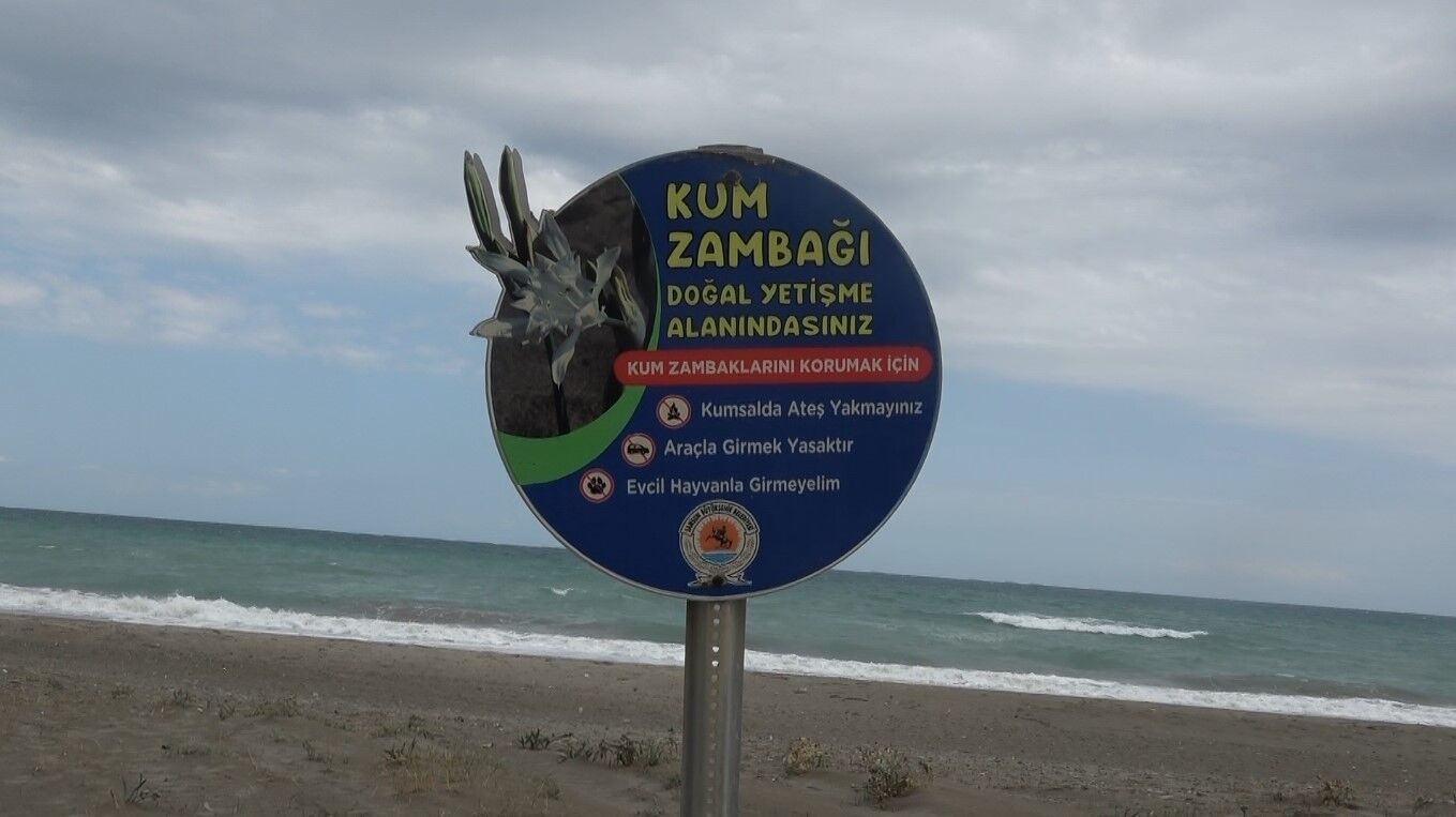 Kum Zambağı (2)
