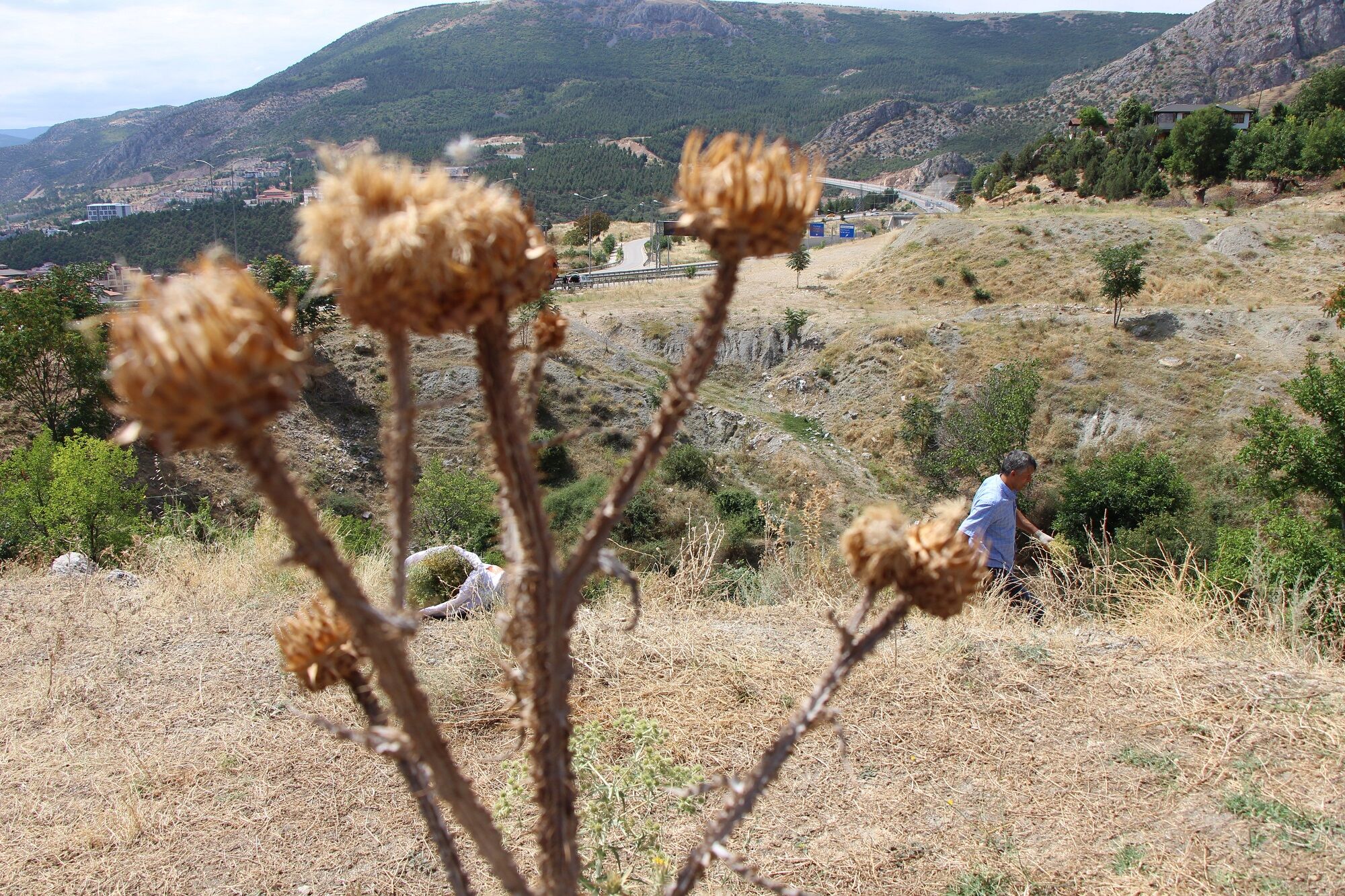 Üzerlik Otu (3)