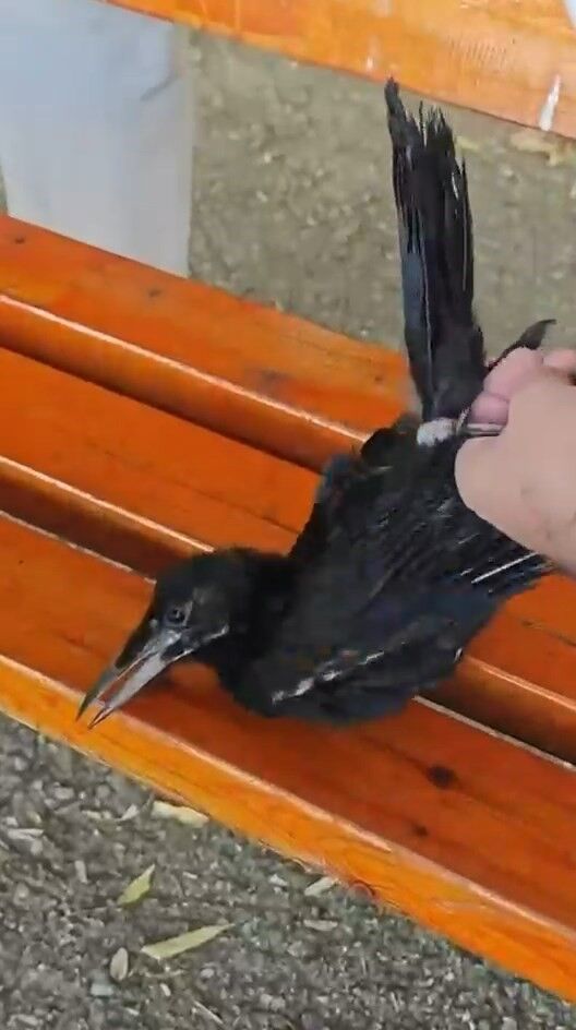 Asayiş