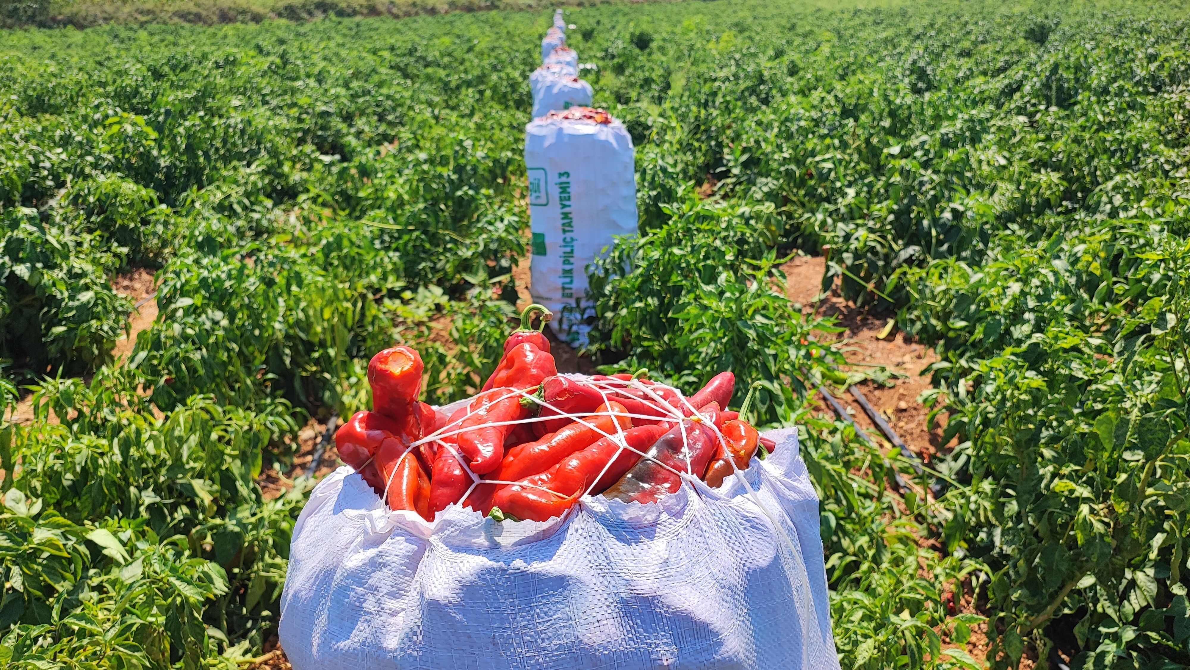 Adana’da tarladan 1 ton salçalık biber çalındı