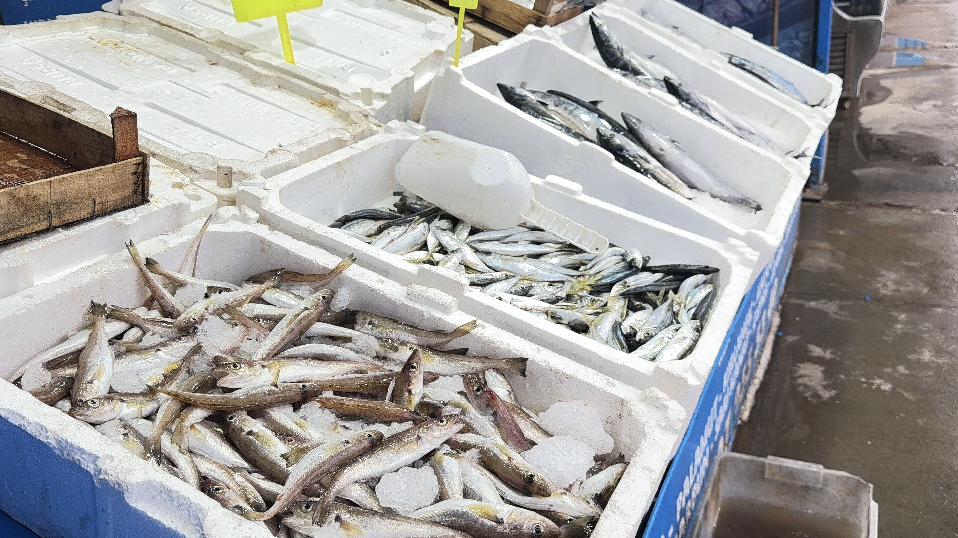 Balıık (1)