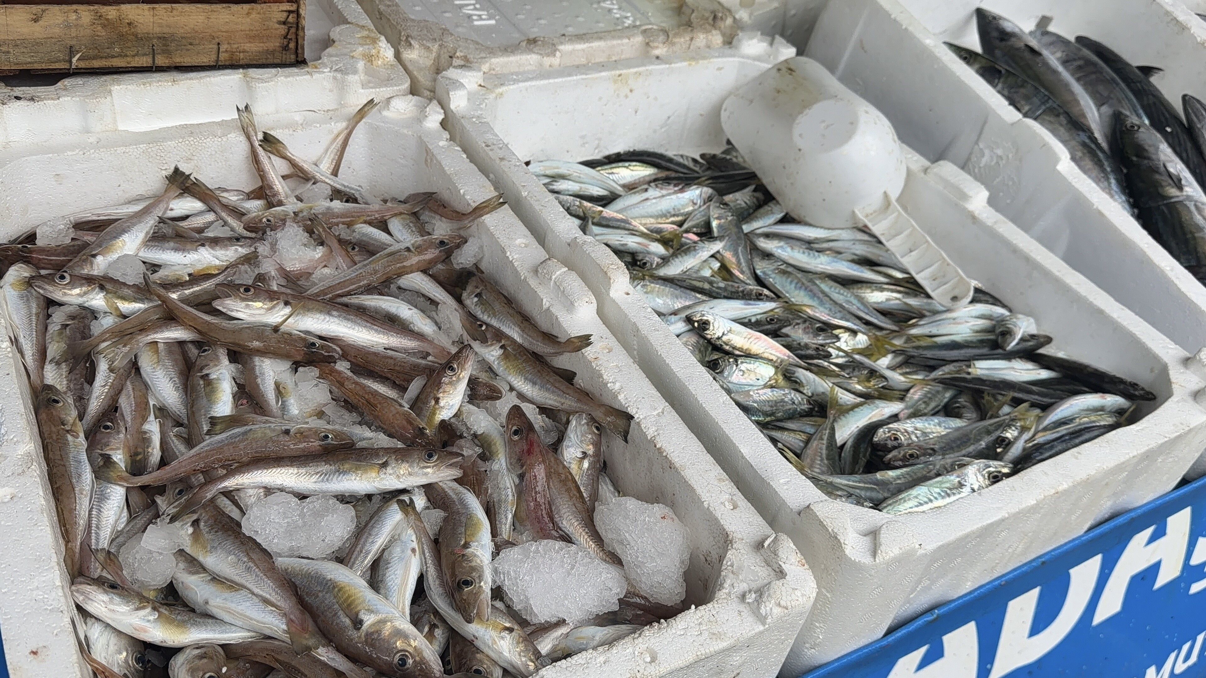 Deniz suyu soğudu, balık tezgahları doldu