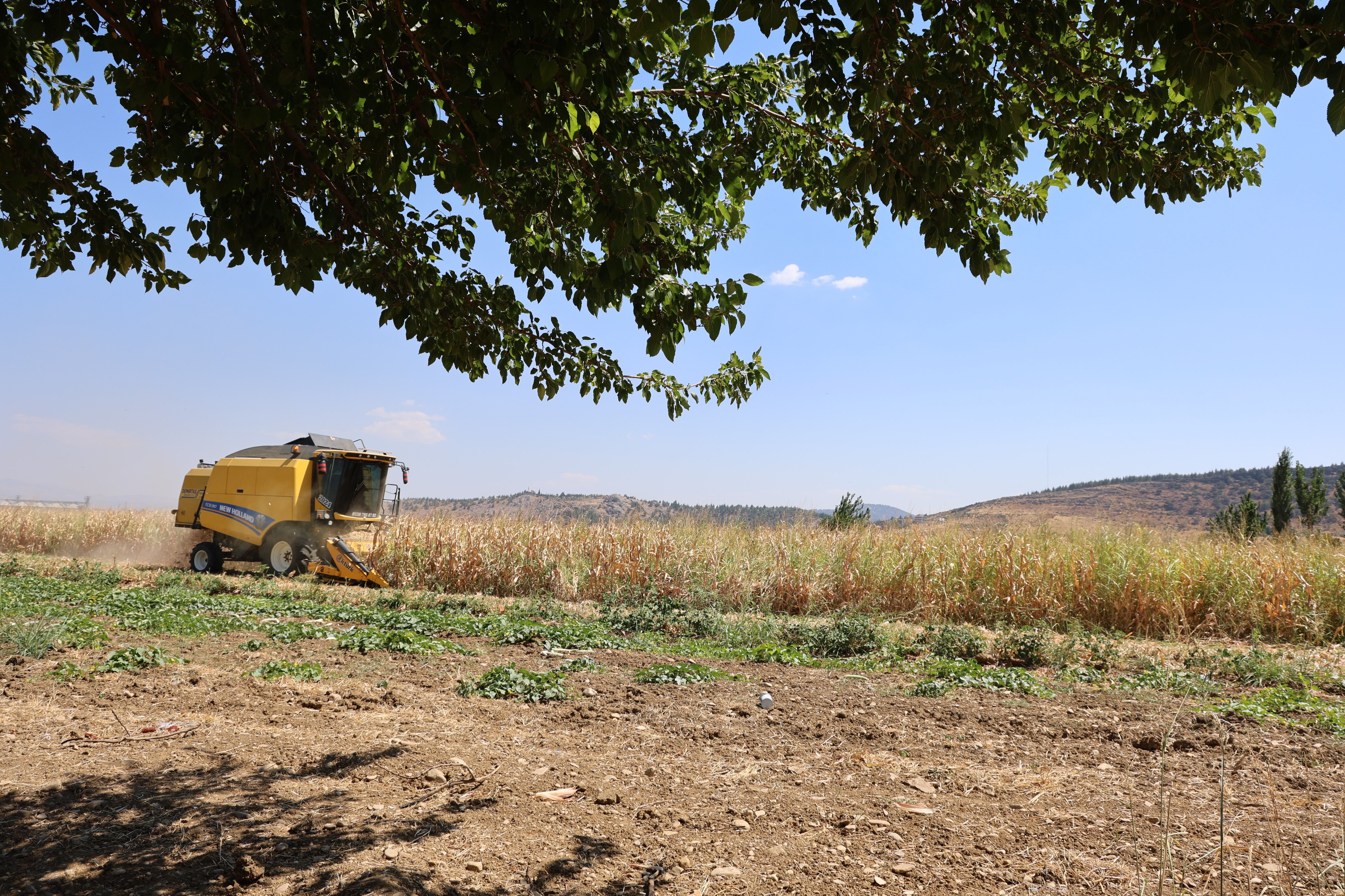 Mısır Hasat (2)