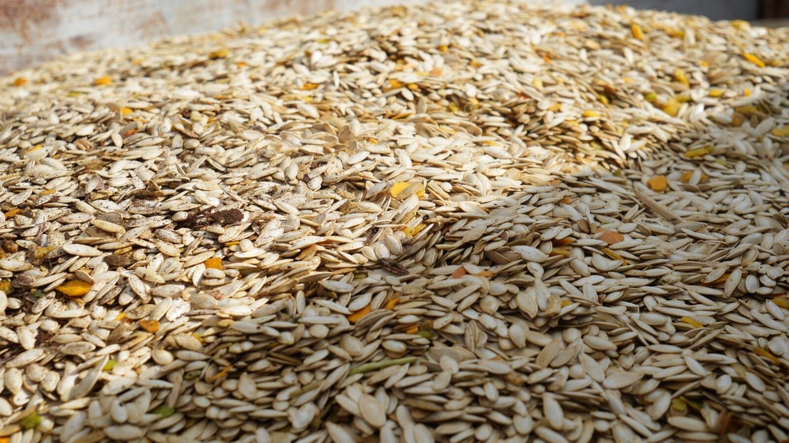 Polatlı Kabak Çekirdeği Hasat (4)