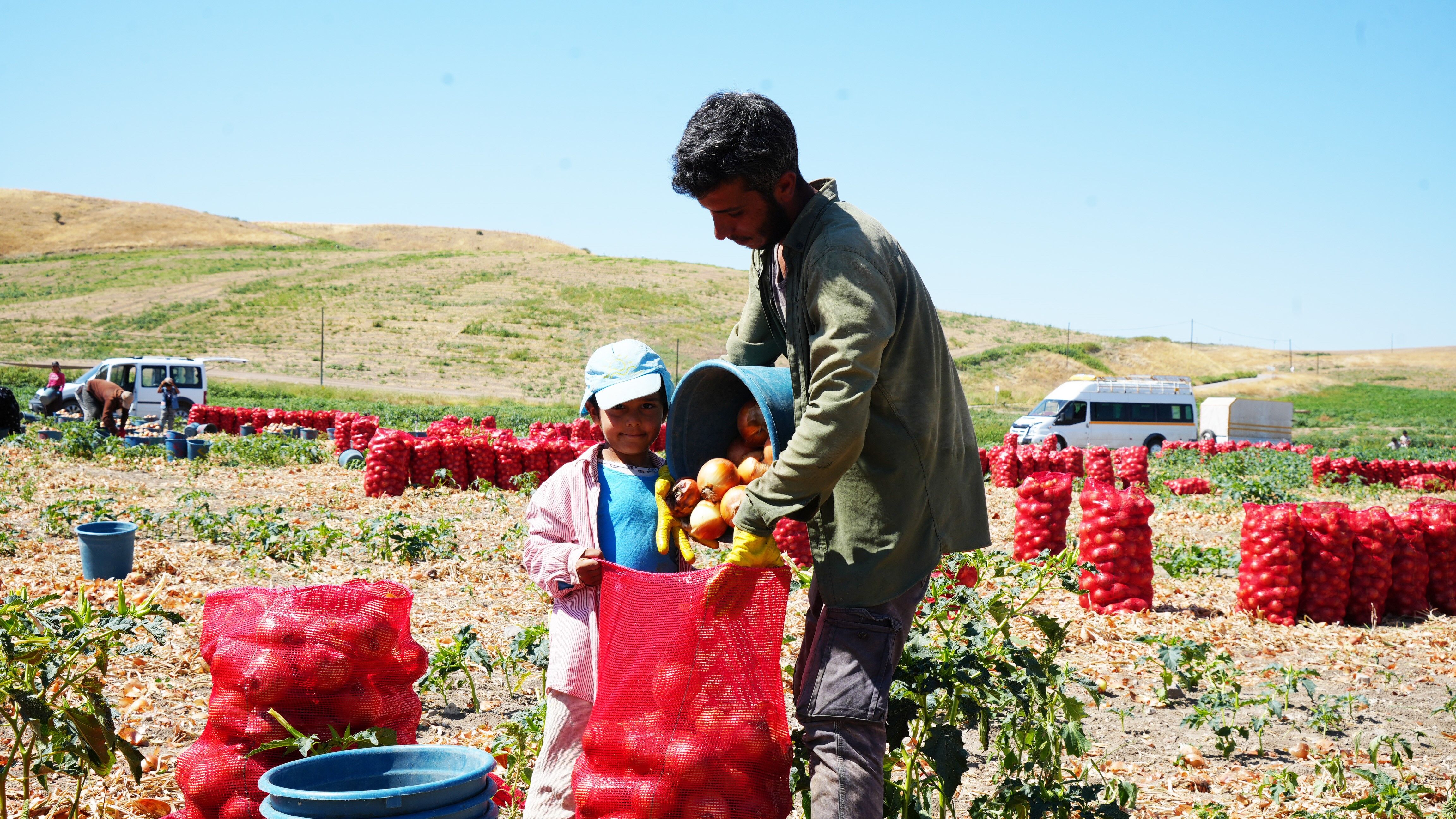 Polatlı Soğan2 (1)