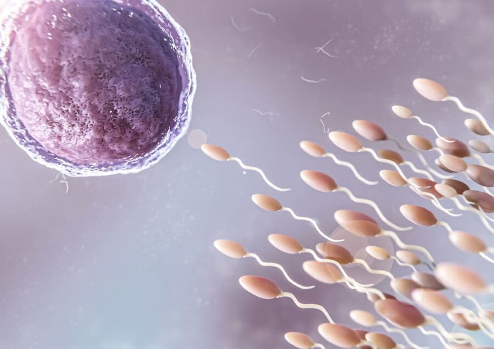 Sperm Üreme2