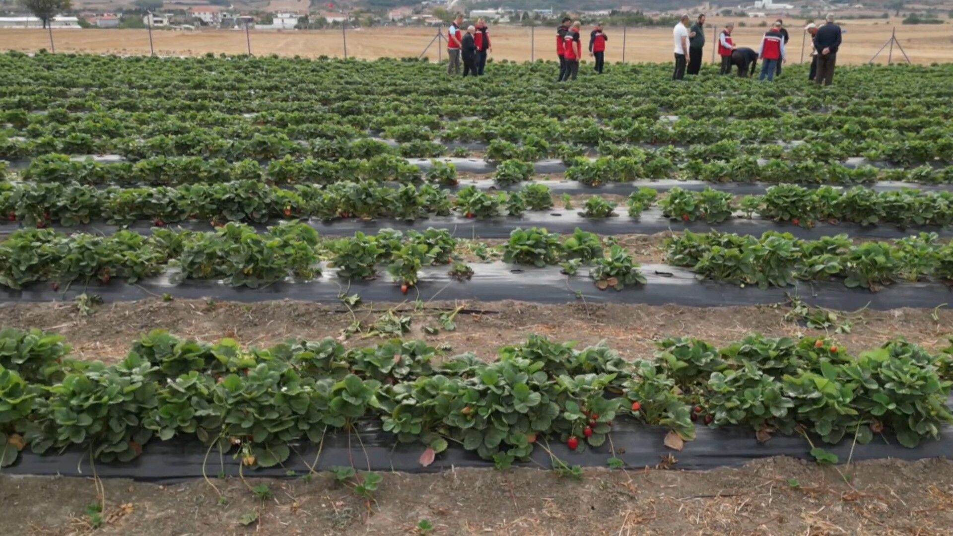 Tekirdağ Çilek (3)