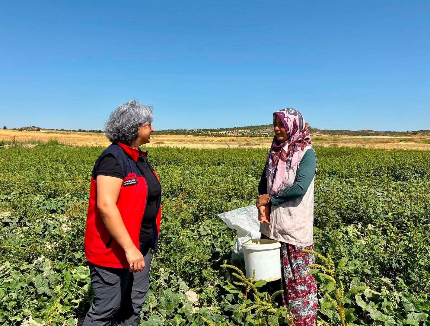 Turşuluk Salatalık (1)