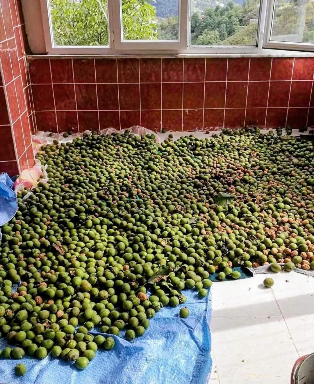 Trabzon’da fındığa alternatif oldu: Ceviz bahçesinden 1,5 ton ürün bekliyor