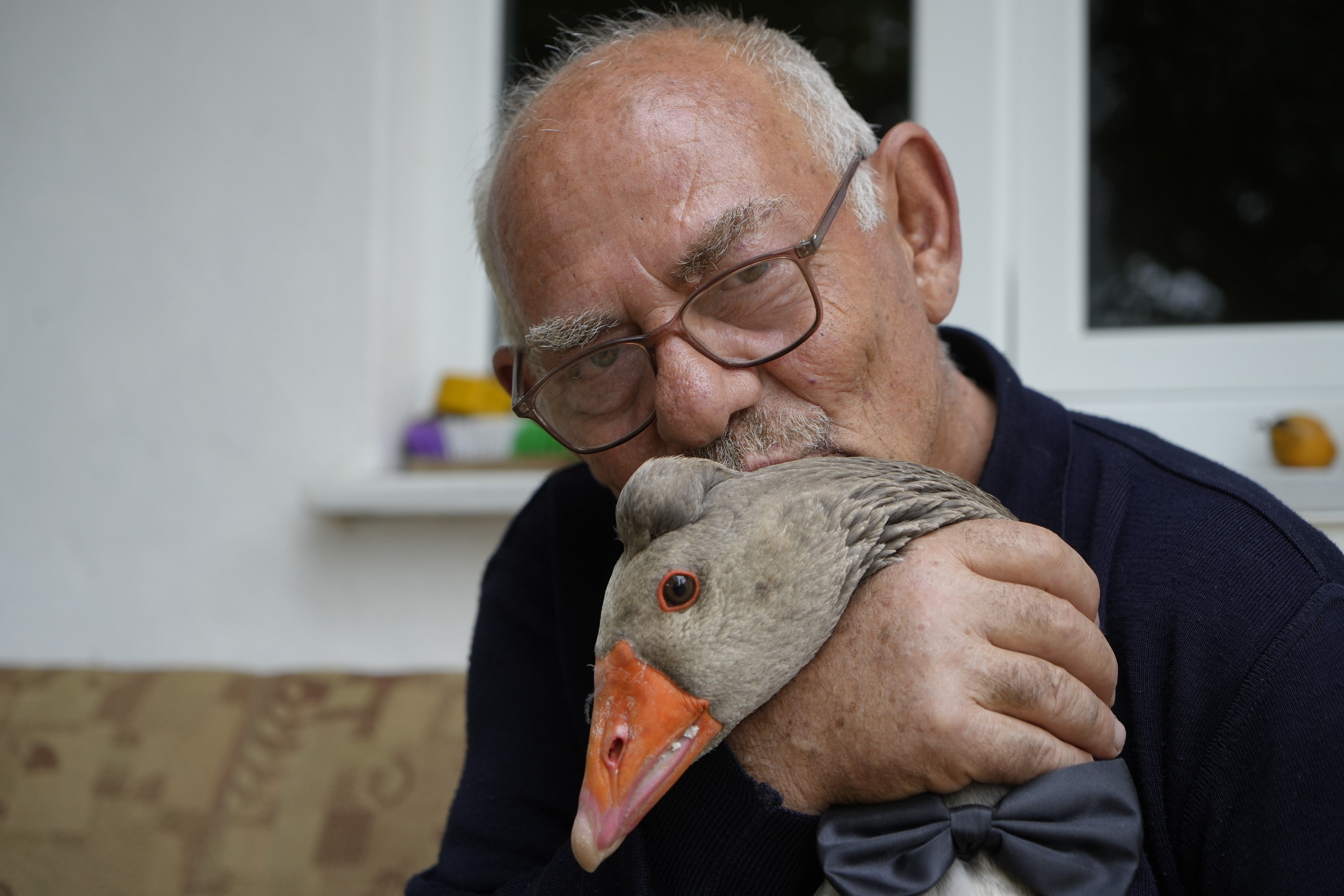 Sürüden dışlanan kaz, 65 yaşındaki adamı ailesi bildi- 2