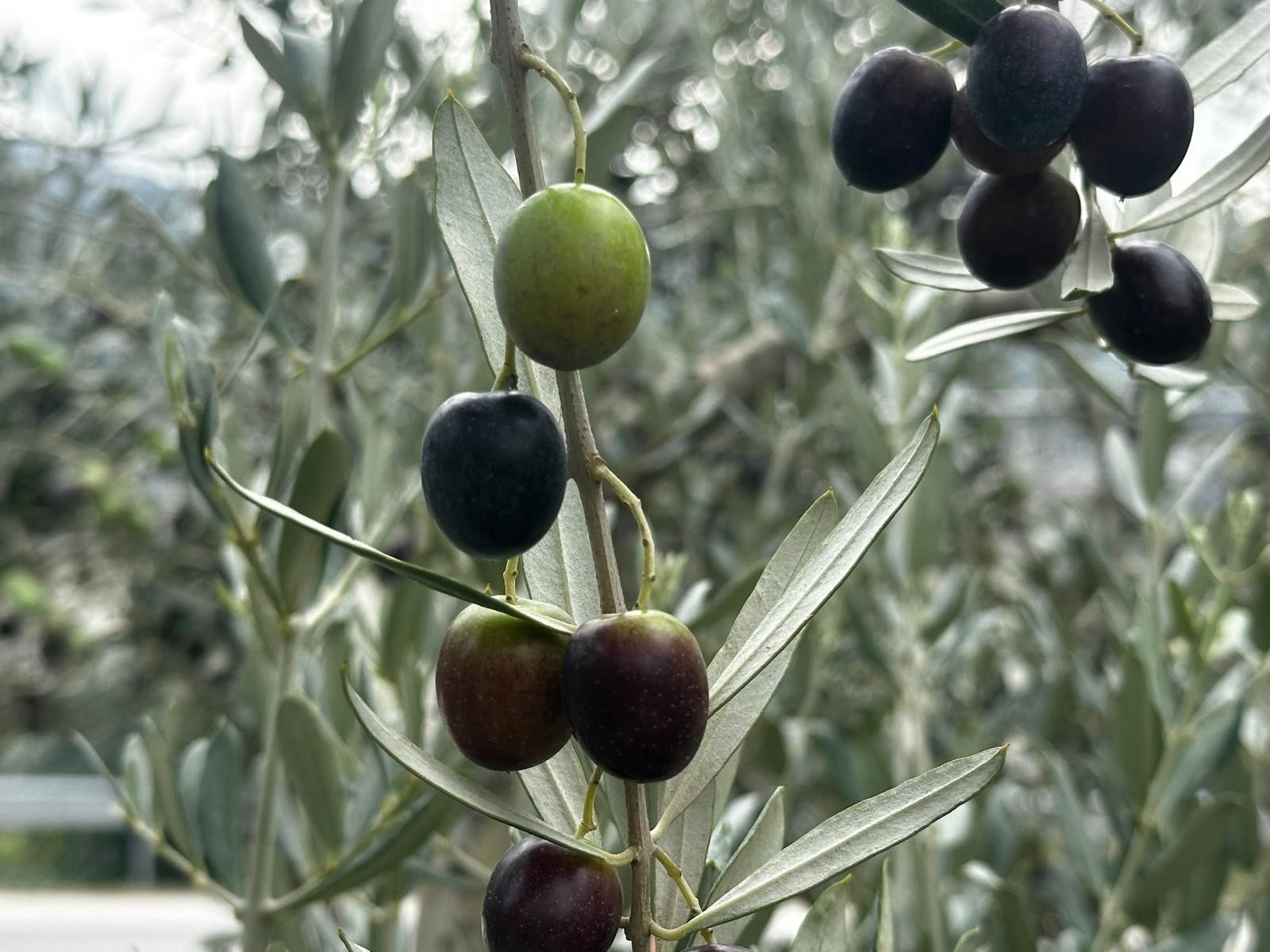 A W813205 01