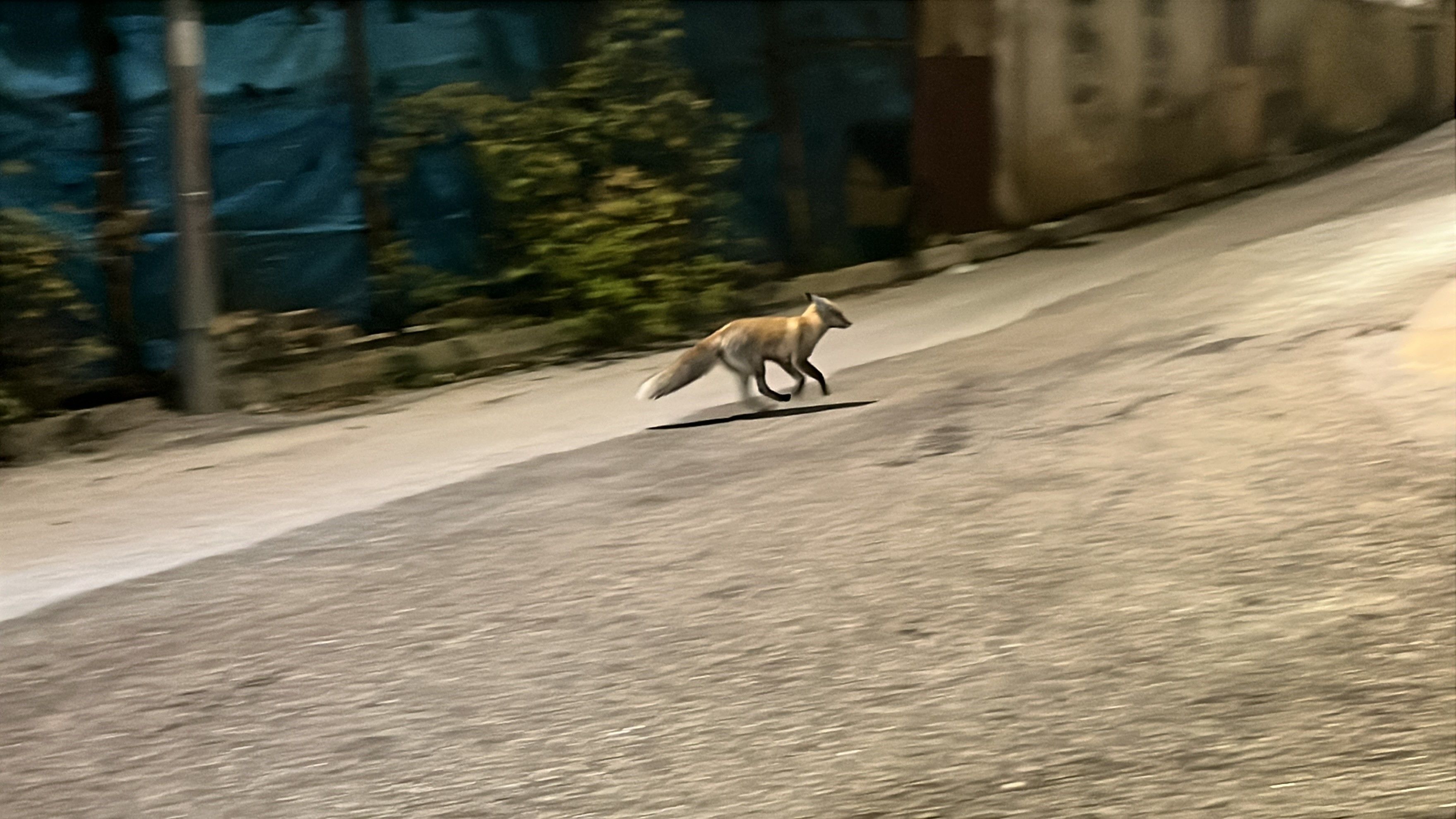 Bayburt'ta kedi ile tilkinin yemek kavgası kamerada - 3