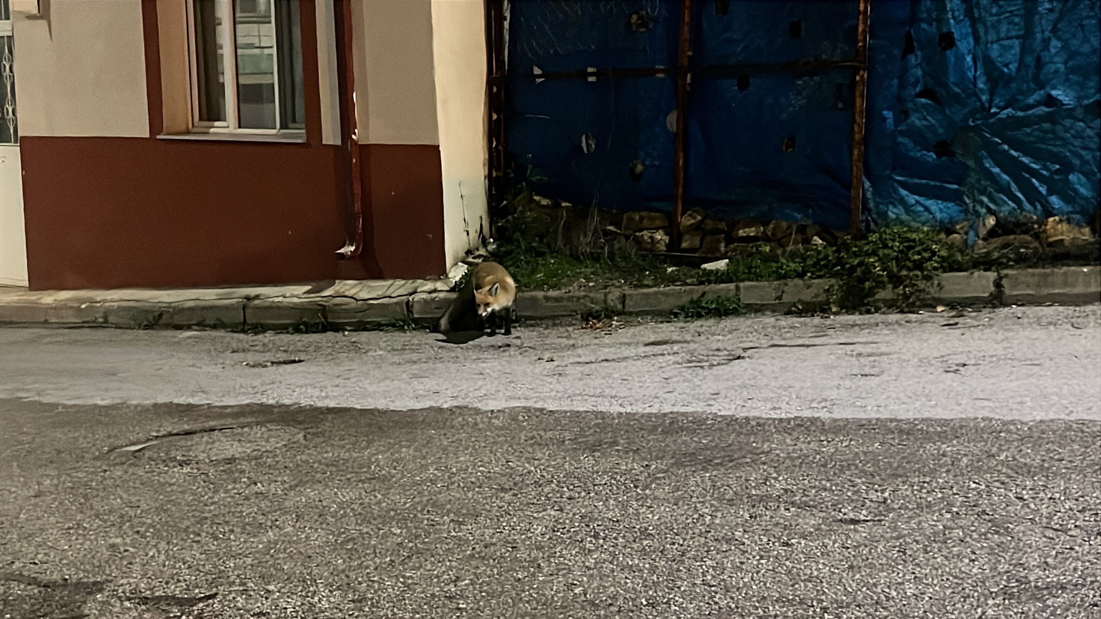 Bayburt'ta kedi ile tilkinin yemek kavgası kamerada - 2