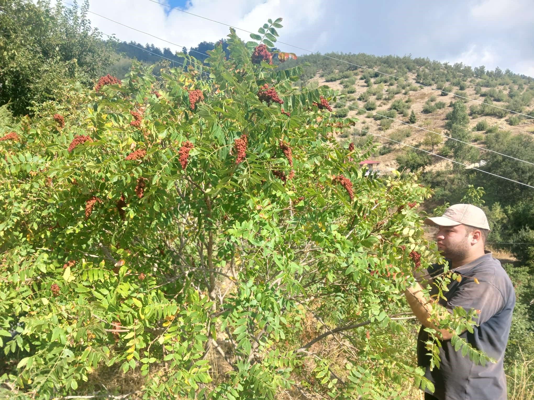 Andırın (1)
