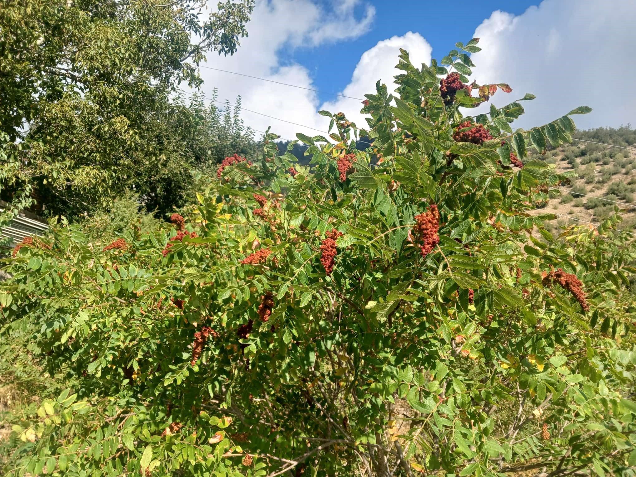 Andırın (2)
