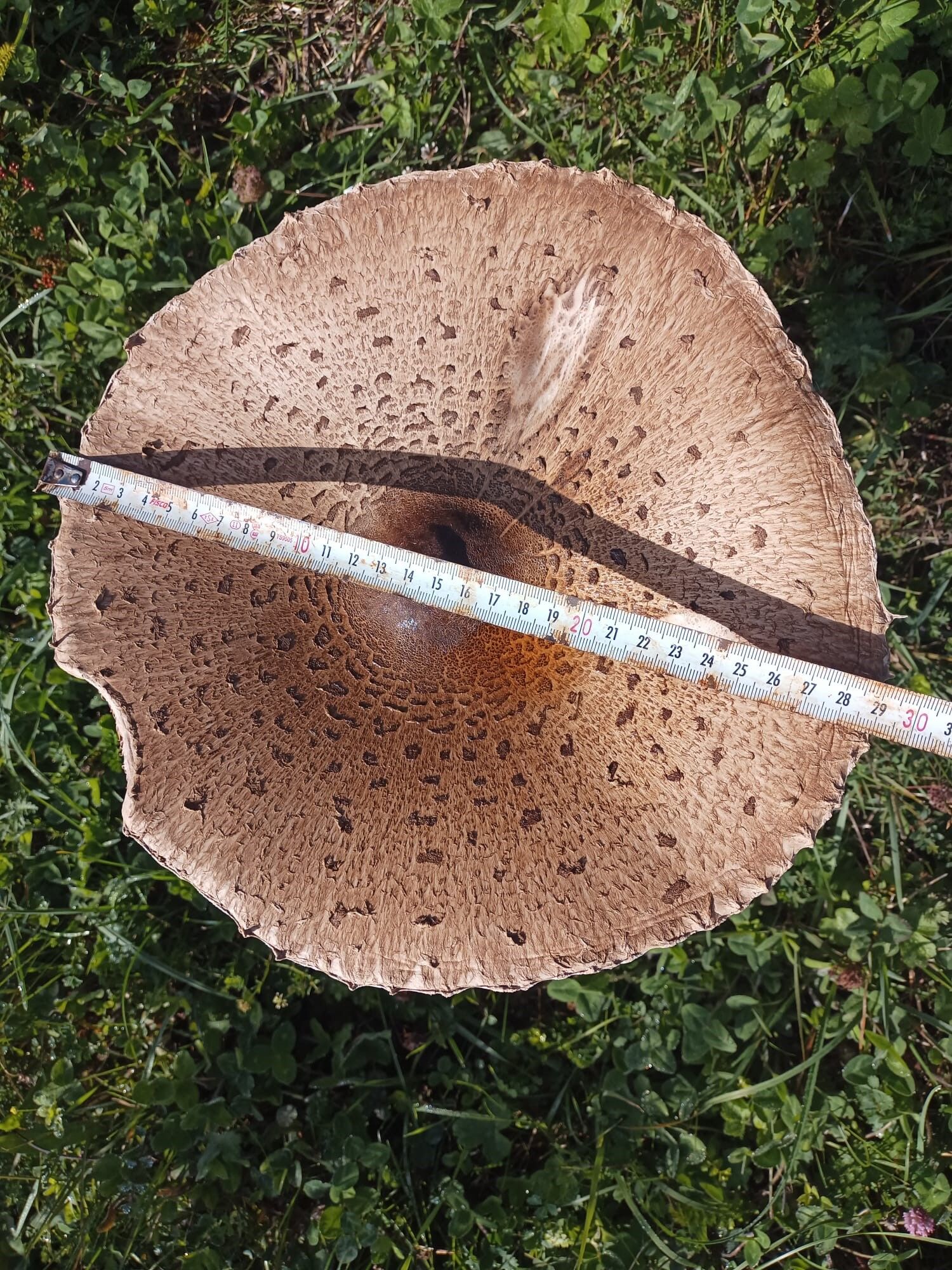 Doğa Mantarları (6)