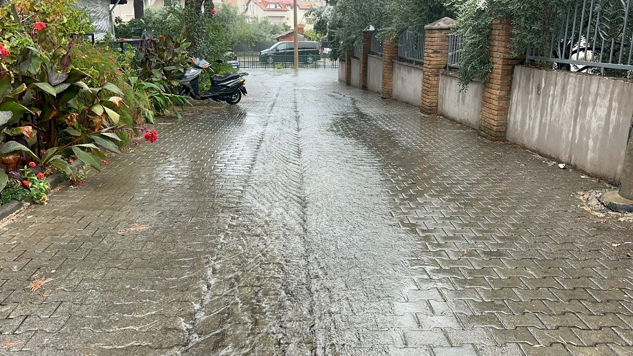 Ege Sağanak (2)