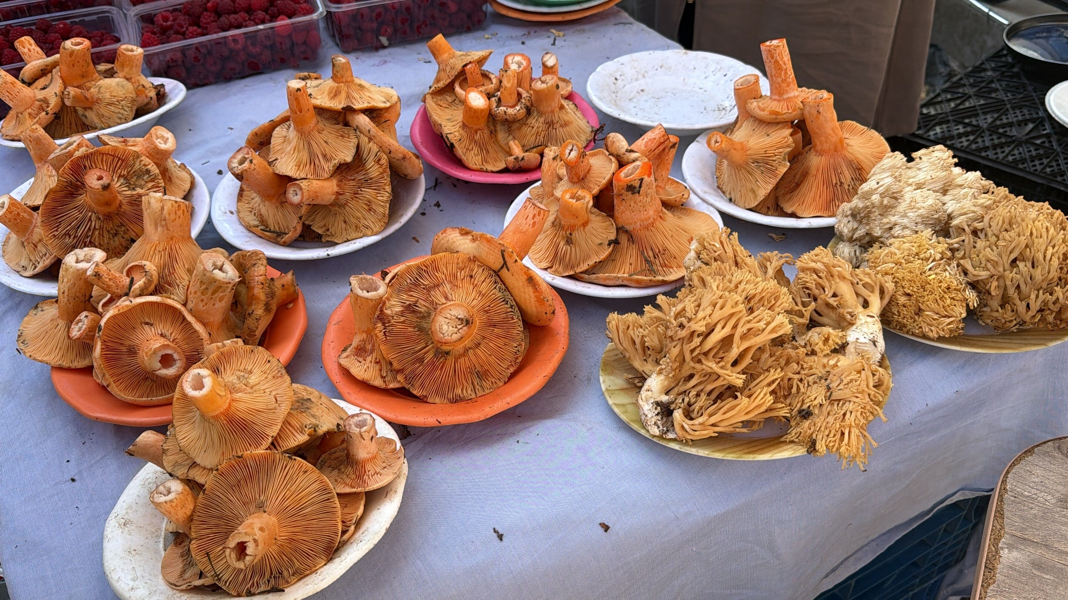 Bolu’da kanlıca mantarı bereketi: Kilosu 600 liraya kadar çıkıyor