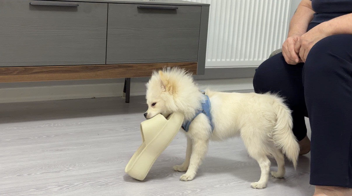 Köpek Hayali (1)