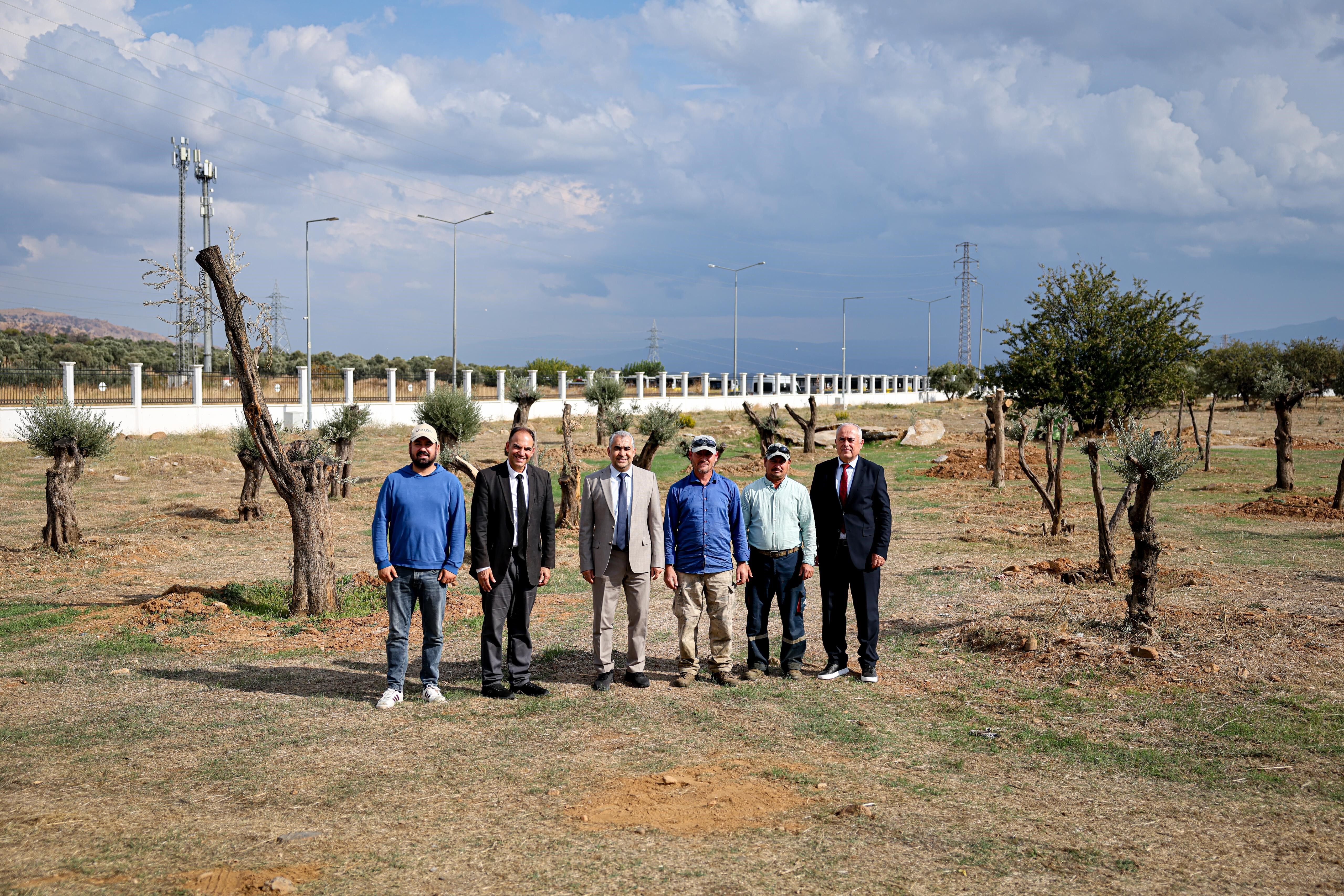 Nysa Tarihi Zeytin Ağaçları (1)
