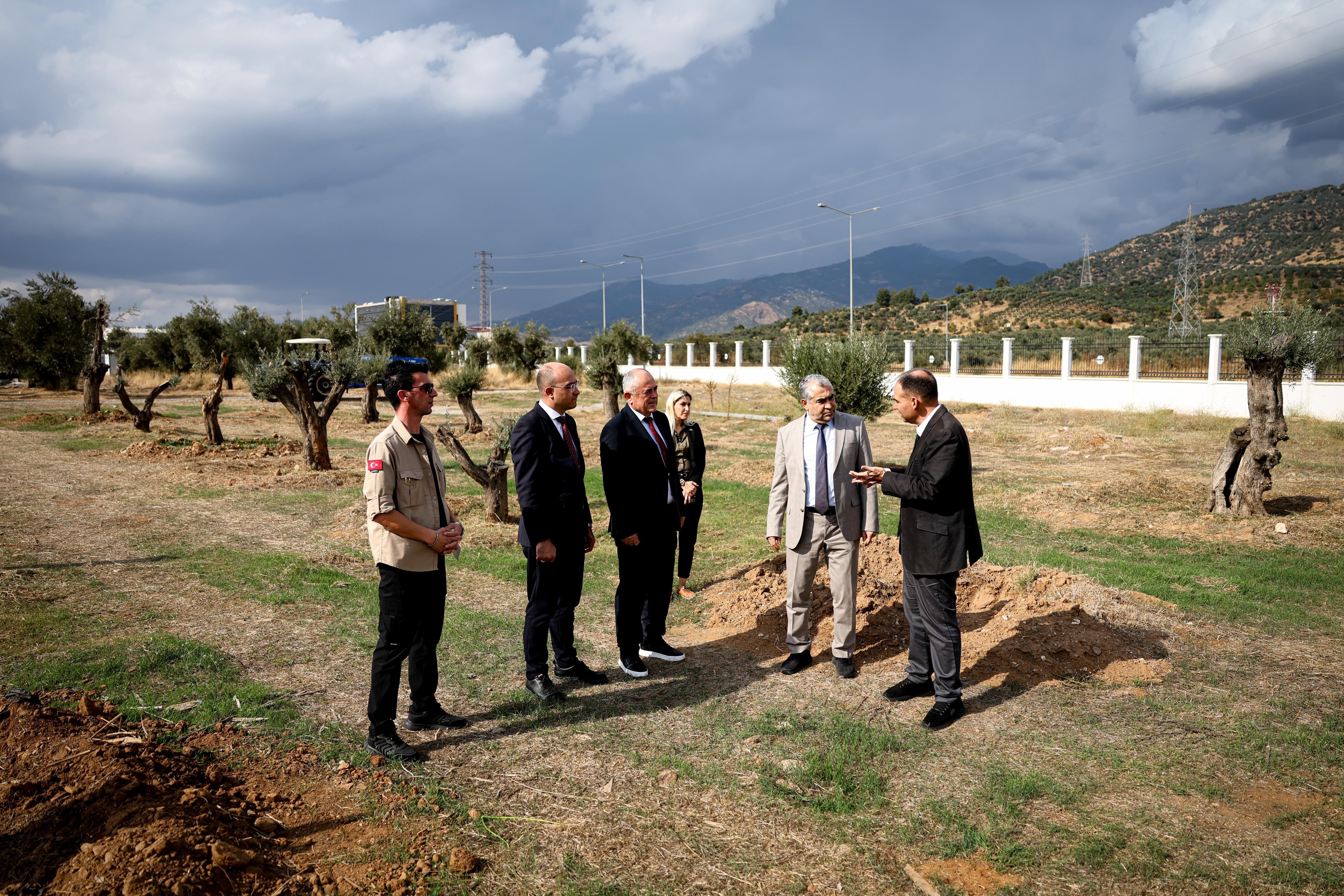 Nysa Tarihi Zeytin Ağaçları (3)