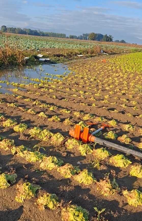 Sakarya’da Sular Çekildi, Tarlalardaki Zarar Ortaya Çıktı (3)