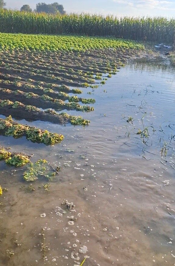 Sakarya’da Sular Çekildi, Tarlalardaki Zarar Ortaya Çıktı (4)