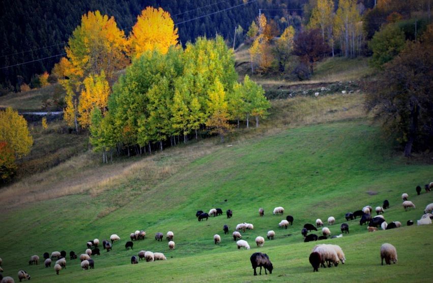 Şavşat (4)