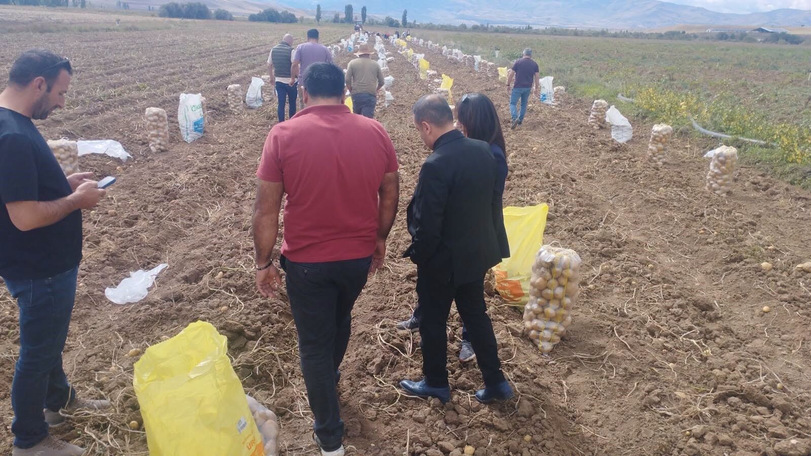 Tercan’da kışlık patates hasadı başladı