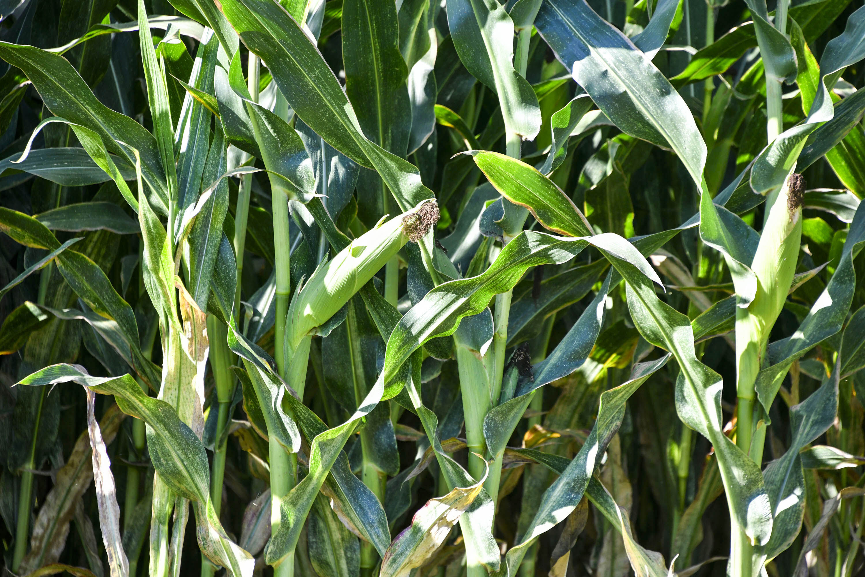 Y N S7210